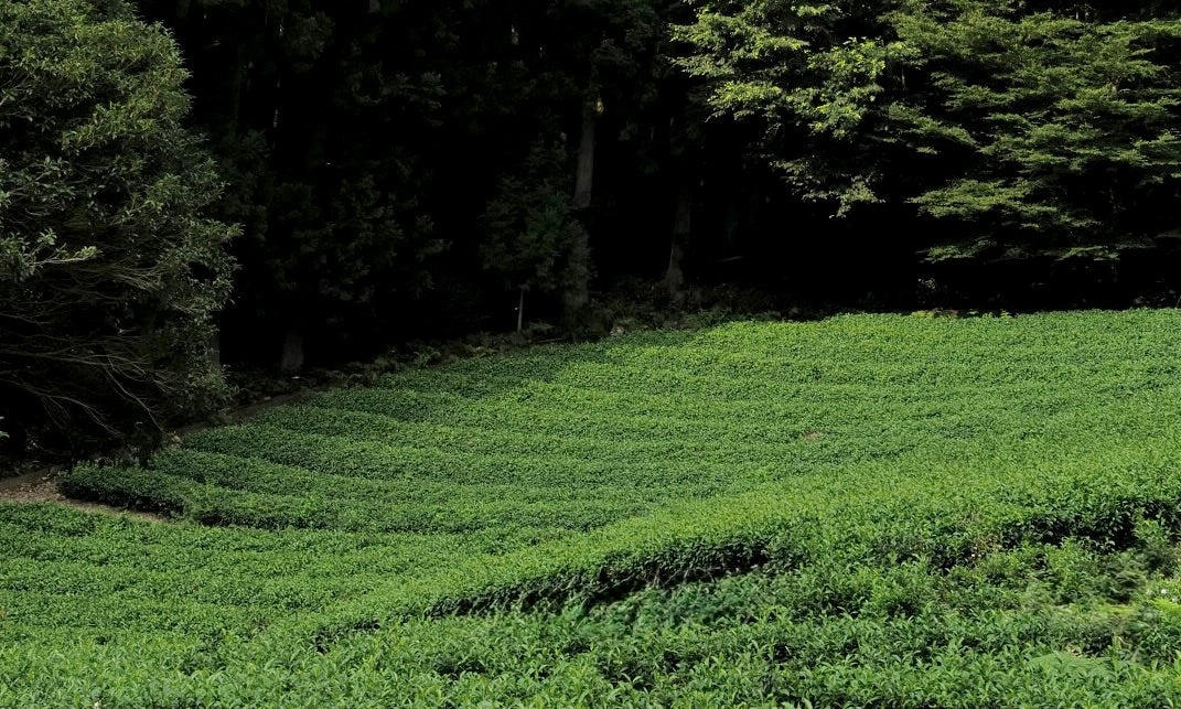 Japanese Tea Farm